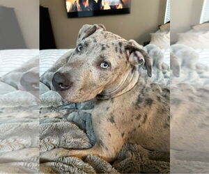 American Pit Bull Terrier-Catahoula Leopard Dog Mix Dogs for adoption in McKinney, TX, USA