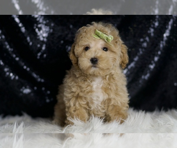 Medium Photo #4 Maltipoo (Miniature) Puppy For Sale in WARSAW, IN, USA