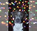 Small #24 American Pit Bull Terrier Mix