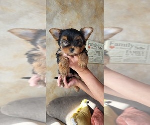 Yorkshire Terrier Puppy for sale in GREEN LAKE, WI, USA