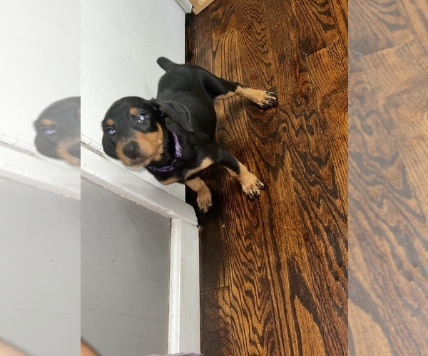 Medium Photo #1 Doberman Pinscher Puppy For Sale in OAK FOREST, IL, USA