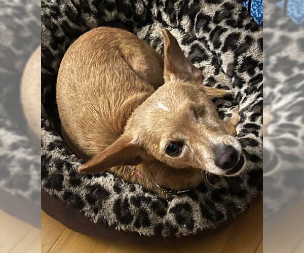 Medium Photo #6 Chihuahua Puppy For Sale in San Diego, CA, USA