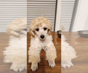 Poodle (Miniature) Puppy for sale in ALLENDALE, MI, USA