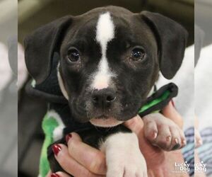 Labrador Retriever-Unknown Mix Dogs for adoption in Washington, DC, USA