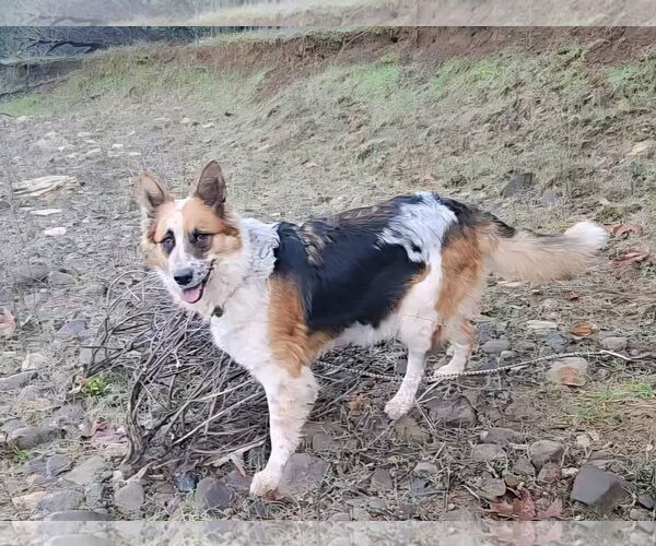 Medium Photo #2 Australian Shepherd-Unknown Mix Puppy For Sale in Paso Robles, CA, USA