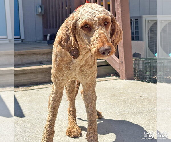Medium Photo #2 Mutt Puppy For Sale in Washington, DC, USA