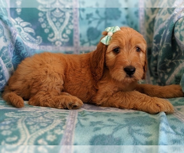 Medium Photo #5 Irish Doodle Puppy For Sale in LANCASTER, PA, USA