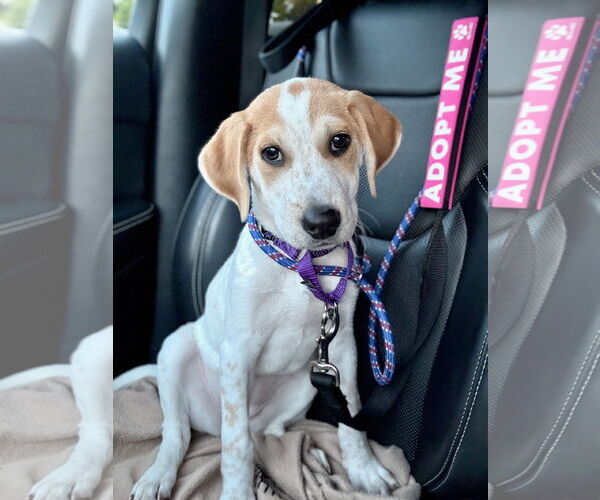 Medium Photo #1 Catahoula Leopard Dog Puppy For Sale in GILBERTS, IL, USA