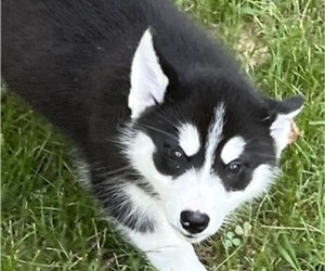 Siberian Husky Puppy for Sale in SPOTSYLVANIA, Virginia USA