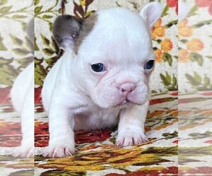 French Bulldog Puppy for Sale in NEW CASTLE, Pennsylvania USA
