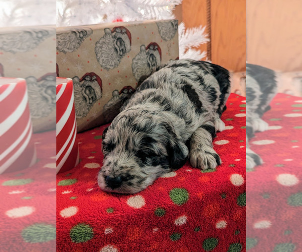 Medium Photo #11 Aussiedoodle Puppy For Sale in SPARTA, MO, USA