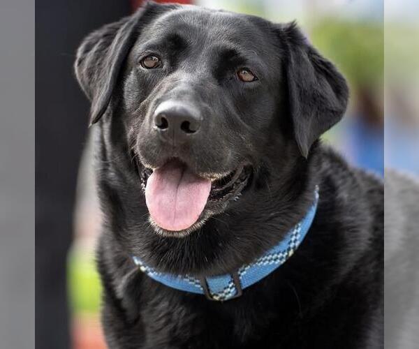 Medium Photo #2 Labrador Retriever-Unknown Mix Puppy For Sale in San Diego, CA, USA