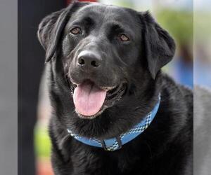 Maybee Baby - Female Labrador Retriever-Unknown Mix Dog for Adoption - Photo #2