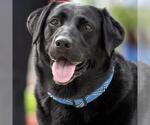 Small Photo #2 Labrador Retriever-Unknown Mix Puppy For Sale in San Diego, CA, USA