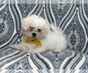 Zuchon Puppy for Sale in LAKELAND, Florida USA