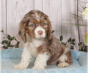 Cocker Spaniel Puppy for sale in PENNS CREEK, PA, USA