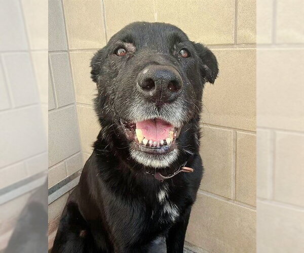 Medium Photo #1 Labrador Retriever-Unknown Mix Puppy For Sale in Sacramento, CA, USA