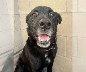 Labrador Retriever-Unknown Mix Dogs for adoption in Sacramento, CA, USA