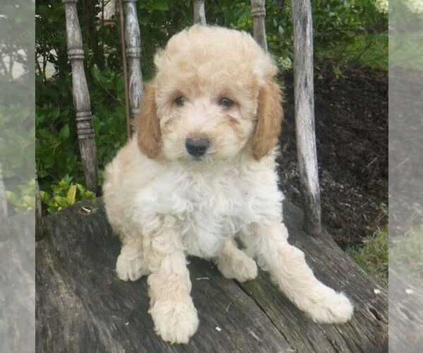 Medium Photo #2 Poodle (Miniature) Puppy For Sale in BLAIN, PA, USA