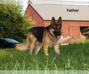 Father of the German Shepherd Dog puppies born on 10/19/2022