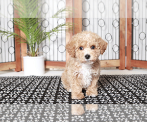 Poochon Puppy for sale in NAPLES, FL, USA