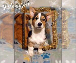 Medium Pembroke Welsh Corgi