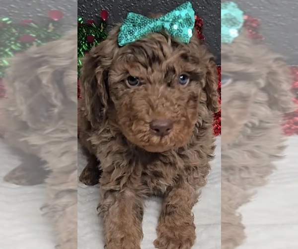 Medium Photo #1 Goldendoodle mix (+ Poodle Miniature) Puppy For Sale in LA PORTE, IN, USA