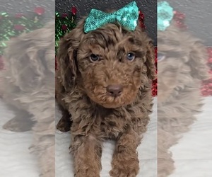 Goldendoodle mix (+ Poodle Miniature) Puppy for sale in LA PORTE, IN, USA