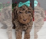 Small Goldendoodle mix (+ Poodle Miniature)