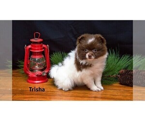 Pomeranian Puppy for Sale in CLARE, Michigan USA