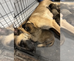 Mother of the Belgian Malinois puppies born on 01/10/2023