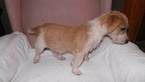 Small Photo #12 Jack Russell Terrier Puppy For Sale in AIKEN, SC, USA