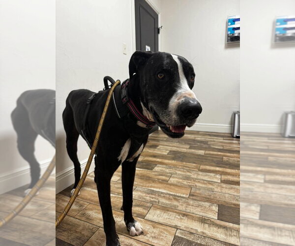 Medium Photo #5 Great Dane Puppy For Sale in Bullard, TX, USA