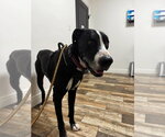 Small Photo #5 Great Dane Puppy For Sale in Bullard, TX, USA