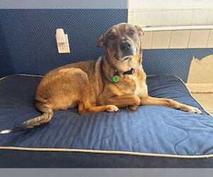 Rosie-Posie - Female Labrador Retriever-Unknown Mix Dog for Adoption - Photo #3