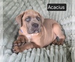 Small #5 Cane Corso