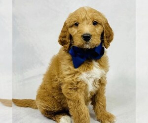 Goldendoodle-Poodle (Miniature) Mix Puppy for sale in ITASCA, TX, USA