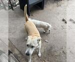 Small Labrador Retriever Mix