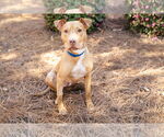 Small #2 American Staffordshire Terrier Mix