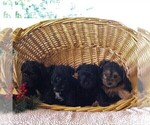Small Photo #3 YorkiePoo Puppy For Sale in KINZERS, PA, USA