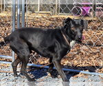 Small #3 Labrador Retriever Mix