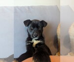 Small #2 Shepradors