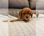 Puppy Candy Cane Cavalier King Charles Spaniel