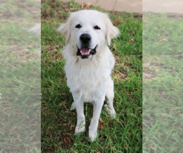 Medium Photo #7 Great Pyrenees Puppy For Sale in Dallas, TX, USA