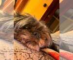 Small #2 Shih Tzu Mix