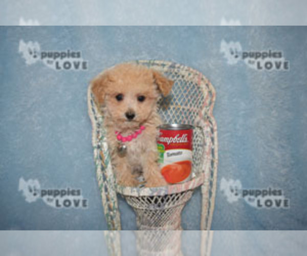 Medium Photo #14 Maltipoo Puppy For Sale in SANGER, TX, USA