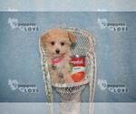 Small Photo #14 Maltipoo Puppy For Sale in SANGER, TX, USA