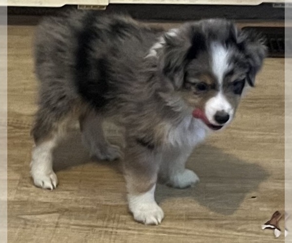 Medium Photo #2 Miniature Australian Shepherd Puppy For Sale in FORT MORGAN, CO, USA