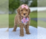 Small Photo #4 Goldendoodle (Miniature) Puppy For Sale in FROSTPROOF, FL, USA