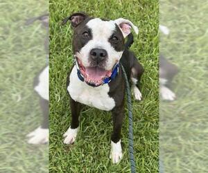 Medium American Pit Bull Terrier